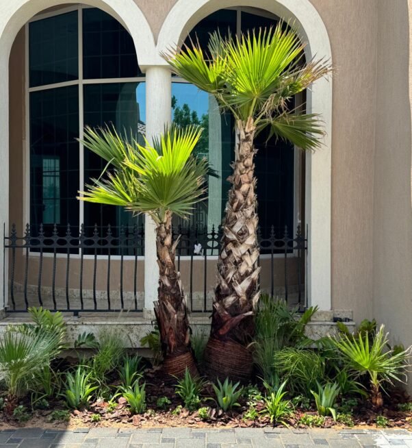 Premium Urban Landscape