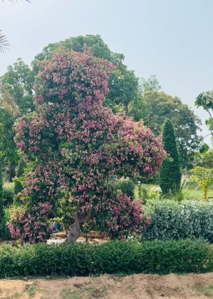 Premium Urban Landscape