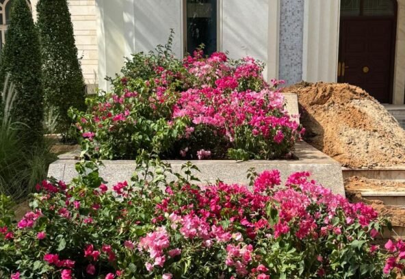 Premium Urban Landscape