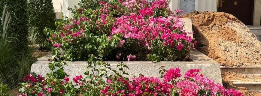 Premium Urban Landscape